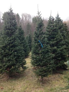 CTF_112215_SClark_30